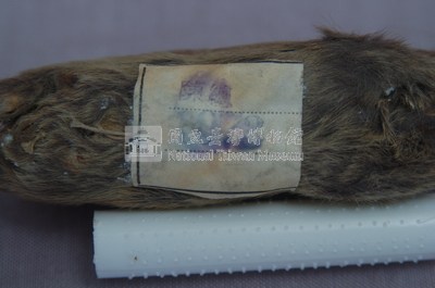 Formosan Field Mouse Collection Image, Figure 5, Total 18 Figures