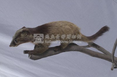 Foemosan Gem-faced Civet Collection Image, Figure 5, Total 12 Figures