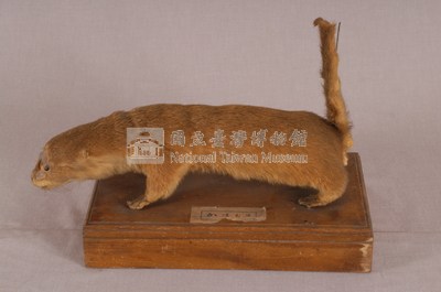 水獺藏品圖，第5張