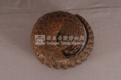 臺灣鯪鯉藏品圖，第5張