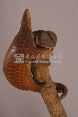 臺灣鯪鯉藏品圖，第5張