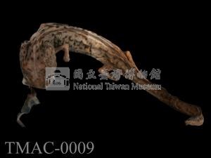 斑泥螈藏品圖，第8張