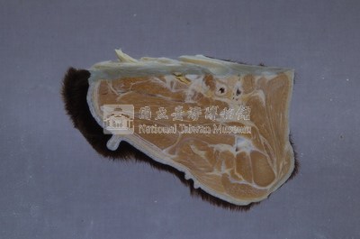 黑熊頸部藏品圖，第5張