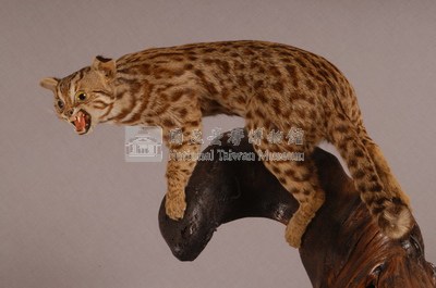 石虎藏品圖，第5張