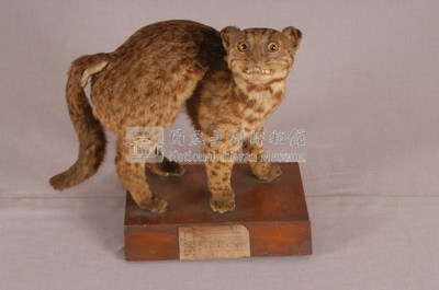 石虎藏品圖，第5張