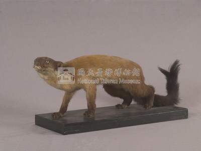 黃喉貂藏品圖，第5張