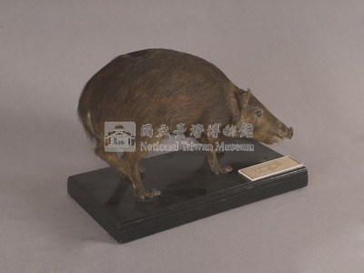 Formosan Wild Boar Collection Image, Figure 5, Total 16 Figures