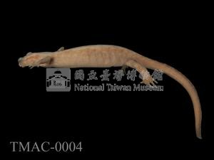 山椒魚藏品圖，第8張