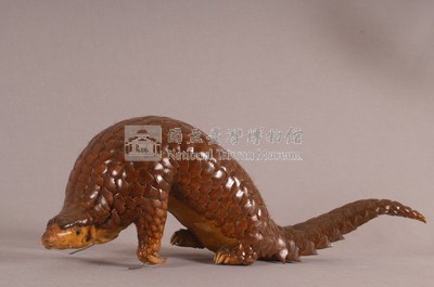 臺灣鯪鯉藏品圖，第5張