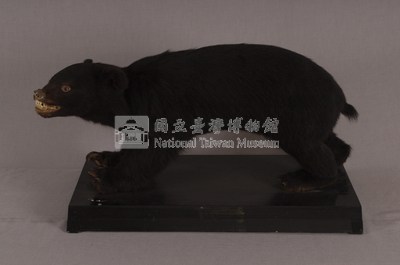 臺灣黑熊藏品圖，第5張