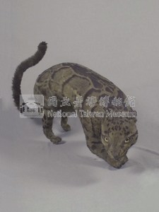 臺灣雲豹藏品圖，第6張