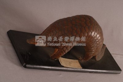 海南穿山甲藏品圖，第5張