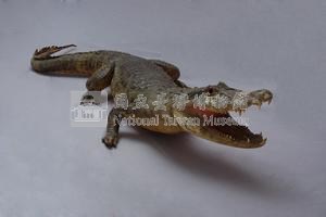 眼鏡凱門鱷藏品圖，第7張