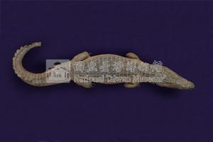 Spectacled caiman Collection Image, Figure 6, Total 12 Figures