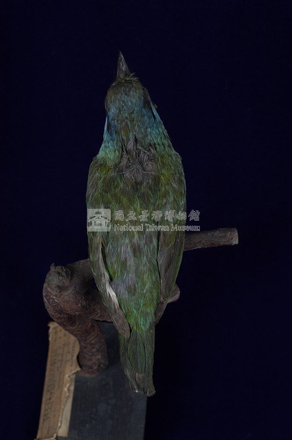 五色鳥藏品圖，第9張