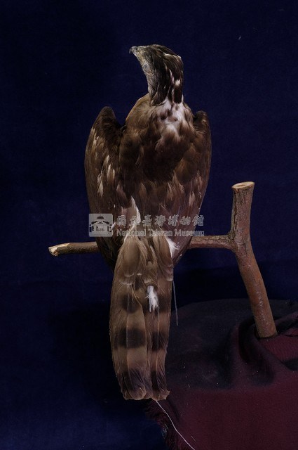 鳳頭蒼鷹藏品圖，第7張