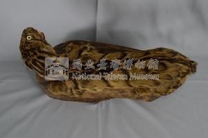 臺灣雲豹藏品圖，第8張