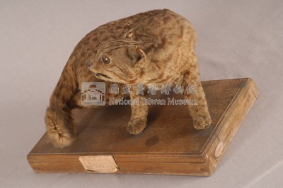 石虎藏品圖，第7張