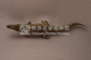 灣鱷藏品圖，第8張