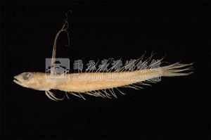 小骨鰧藏品圖，第1張