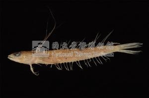 小骨鰧藏品圖，第1張