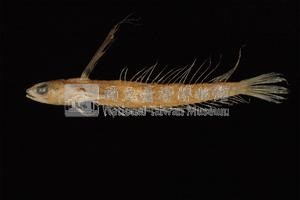 小骨鰧藏品圖，第1張