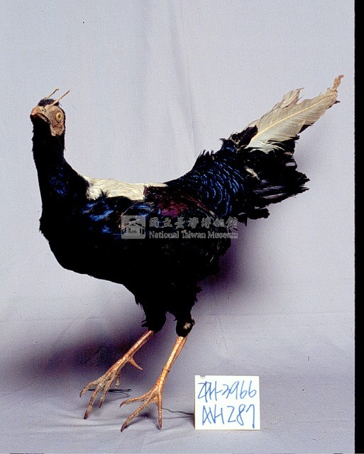 藍腹鷴藏品圖，第3張