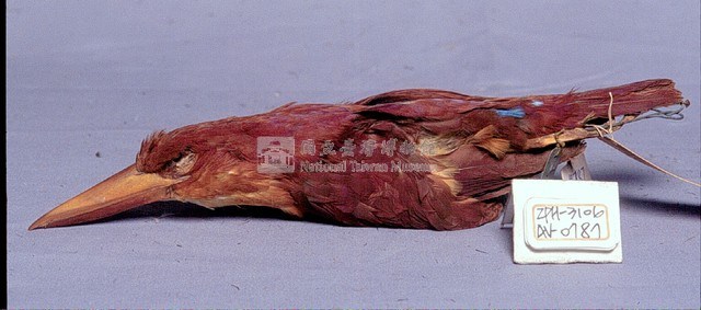 RuddyKingfisher Collection Image, Figure 2, Total 9 Figures