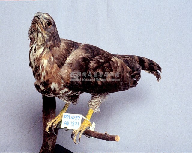 鳳頭蒼鷹藏品圖，第3張