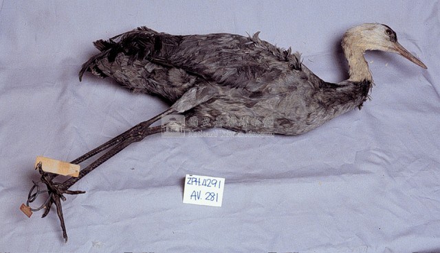 白頭鶴藏品圖，第3張