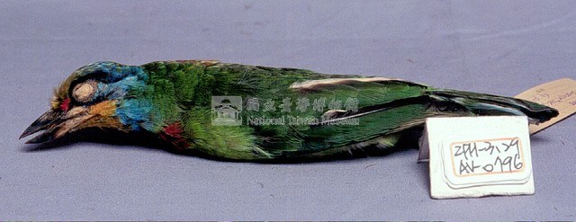 五色鳥藏品圖，第2張
