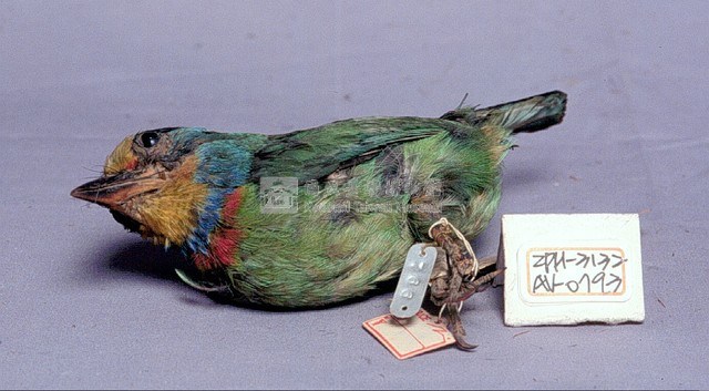 五色鳥藏品圖，第2張