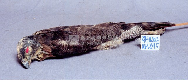 鳳頭蒼鷹藏品圖，第3張
