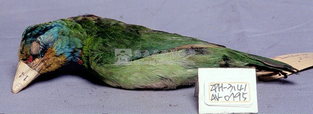 五色鳥藏品圖，第2張