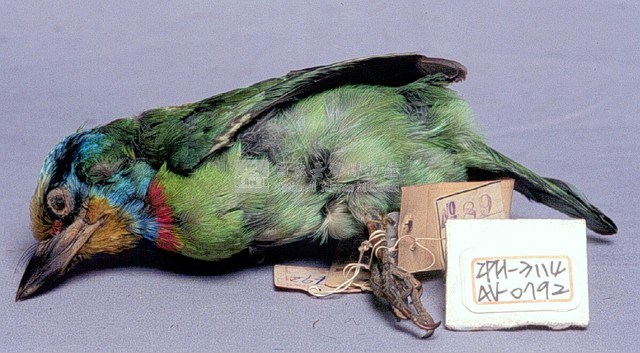五色鳥藏品圖，第2張