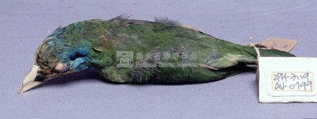 五色鳥藏品圖，第3張