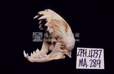 石虎頭骨藏品圖，第2張
