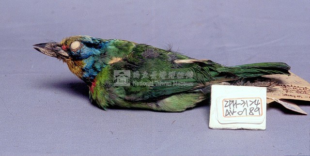 五色鳥藏品圖，第2張