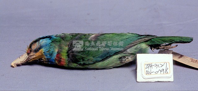 五色鳥藏品圖，第2張