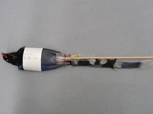 臺灣藍鵲藏品圖，第2張