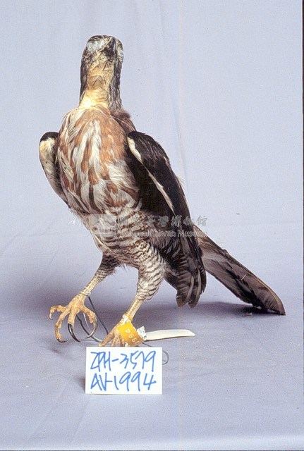 鳳頭蒼鷹藏品圖，第3張