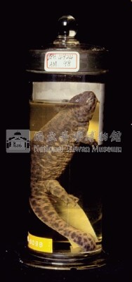 歐非肋突螈藏品圖，第5張
