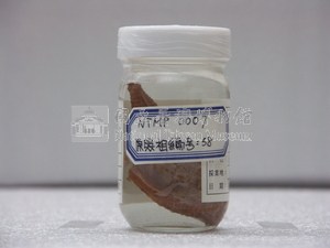 環紋蝙蝠棘茄魚藏品圖，第1張