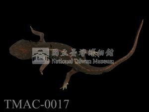 劍尾蠑螈藏品圖，第5張
