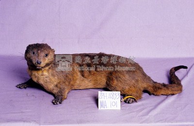 水獺藏品圖，第3張