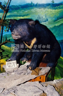 臺灣黑熊藏品圖，第4張
