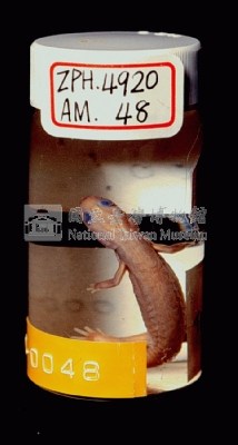 山椒魚藏品圖，第5張