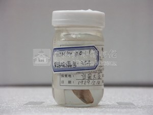 背帶(魚翁)藏品圖，第1張