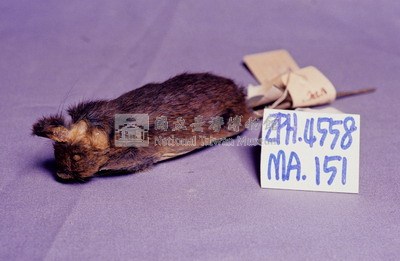 Formosan Field Mouse Collection Image, Figure 2, Total 18 Figures