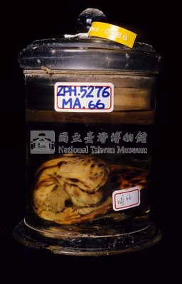 臺灣雲豹藏品圖，第2張